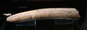 Mammoth tusk engraving map, Petr Novák, Wikipedia